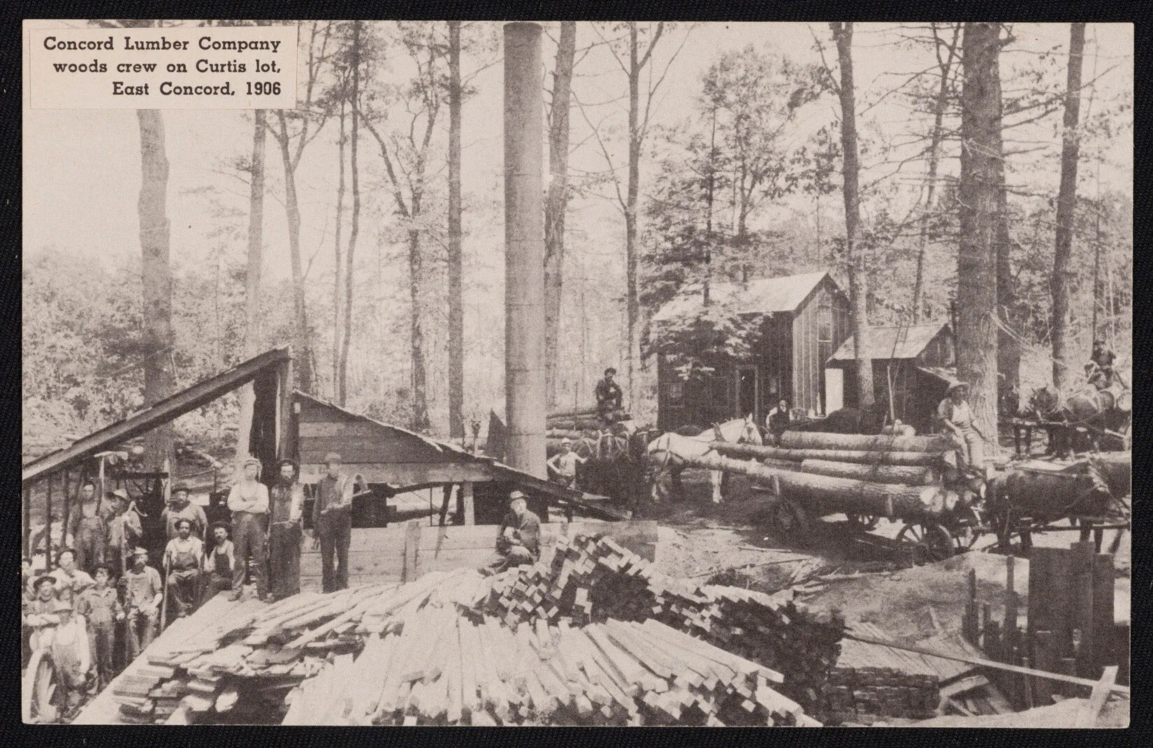 A black and white photograph shows a wooded area with large trees. Various types of lumber (logs, split logs, and boards) line the scene. There are two small buildings, horses pulling carts of lumber, and lean-tos for working. Men dot the area, some with the carts, and a group on the left gathered together with work implements in their hands. All look at the camera. A caption in the upper left corner reads "Concord Lumber Company woods crew on Curtis lot, East Concord, 1906." 