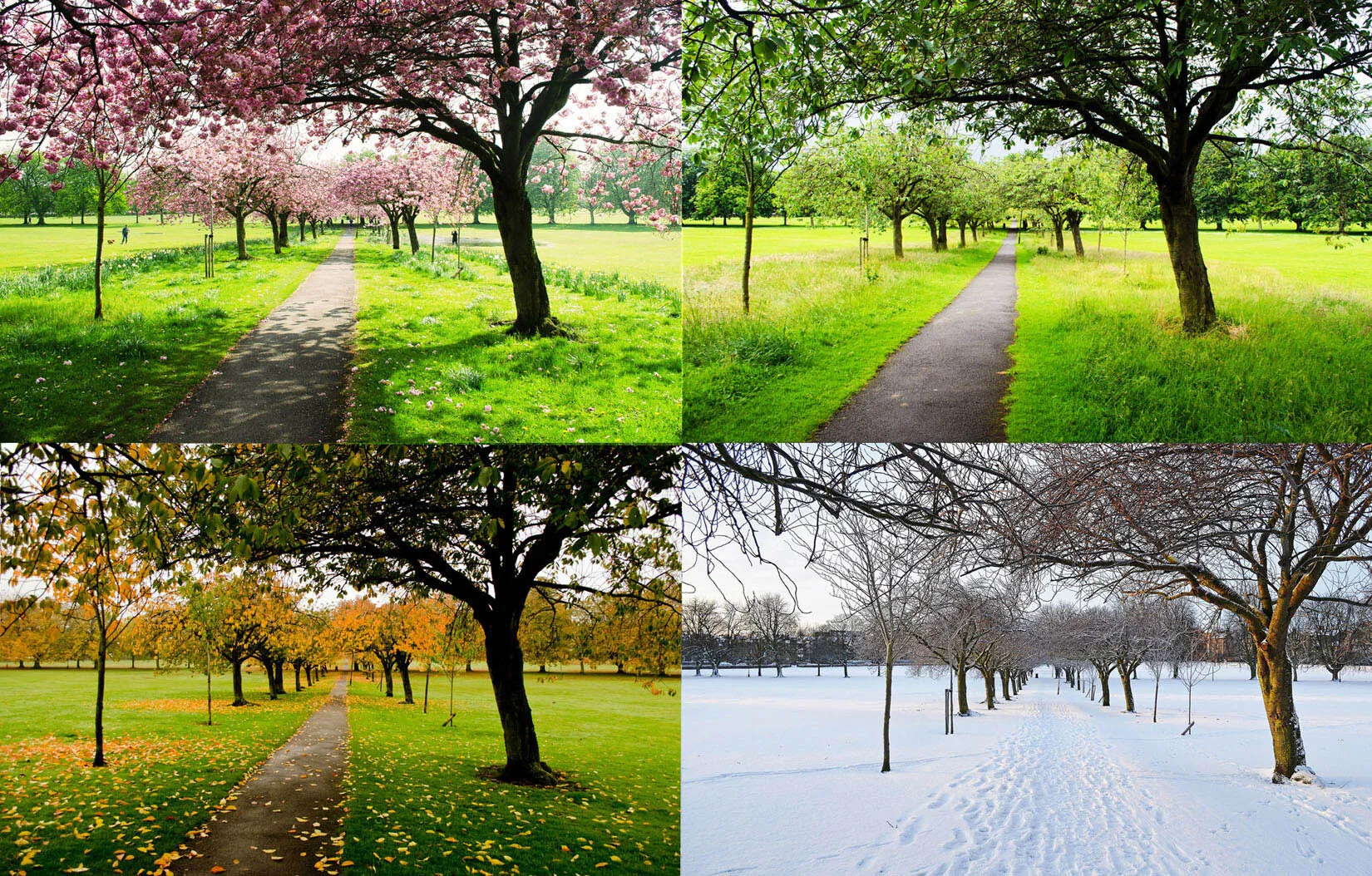 A colored photograph of the same scene displayed four times, with two images placed on top of two other images. In each scene, a path is lined with thin trees. Each scene displays different types of weather and foliage, showing, from left to right:  flowering trees with pink blossoms, trees with green leaves, trees with green and yellow leaves, and snow covered trees and path.