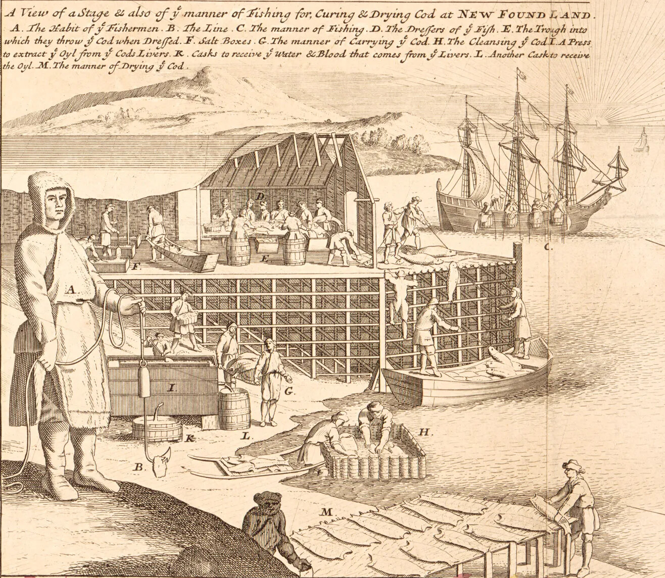 A black and white drawing of a group of people working at different jobs relating to the catching and drying of fish. In the background is a large ship with three tall masts. The title of the drawing, located in the upper left-hand corner, reads "A View of a  Stage & also of ye manner of Fishing for Curing & Drying Cod at NEW FOUNDLAND."