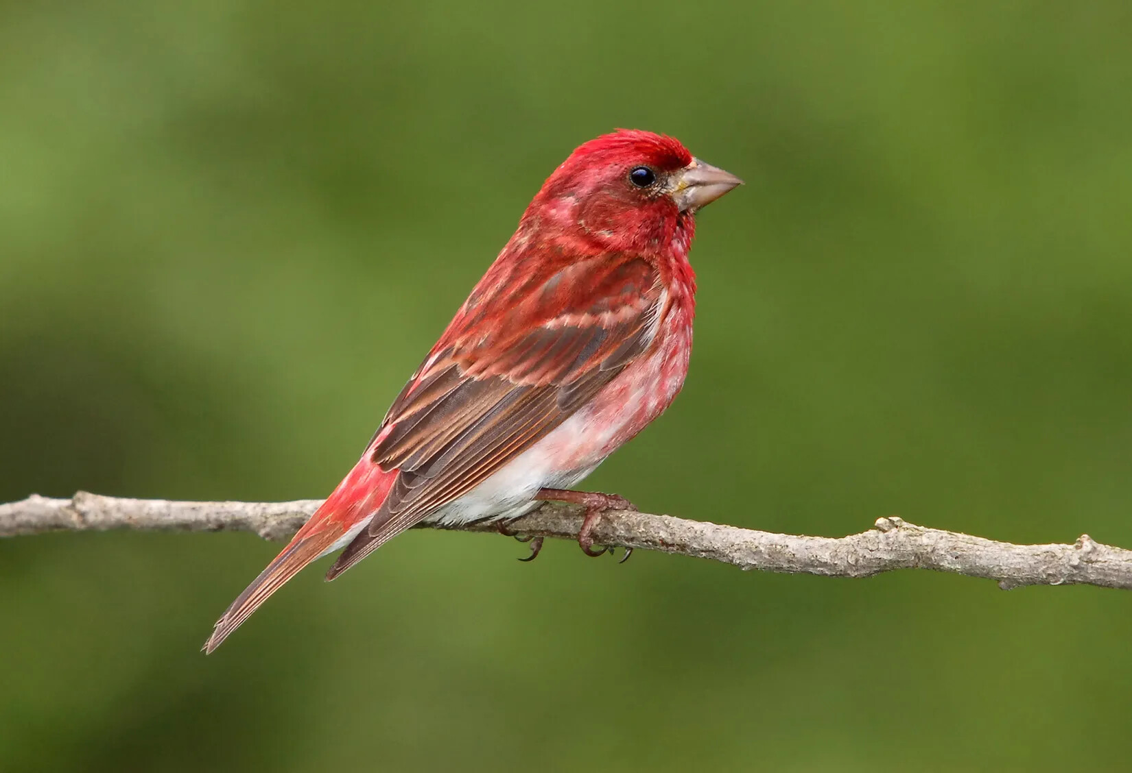 A colored photograph of a small bird with red feathers, sitting on a thin branch.