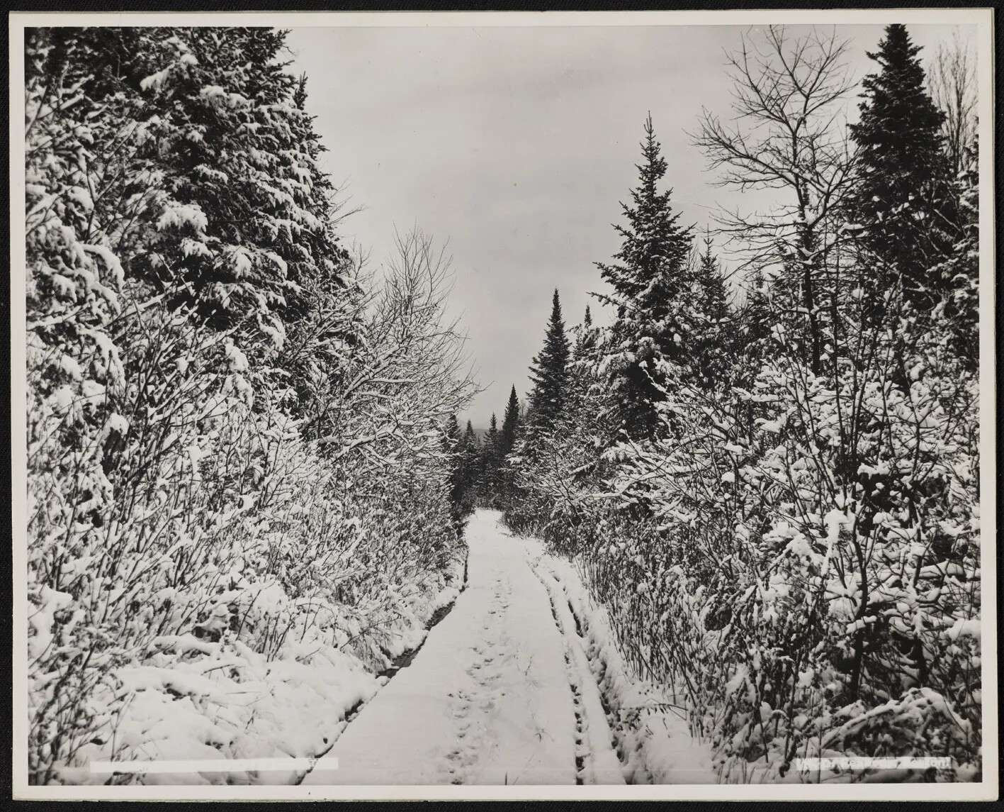 A black and white photograph of a narrow, snowy path. The path is lined with tall trees covered in snow.