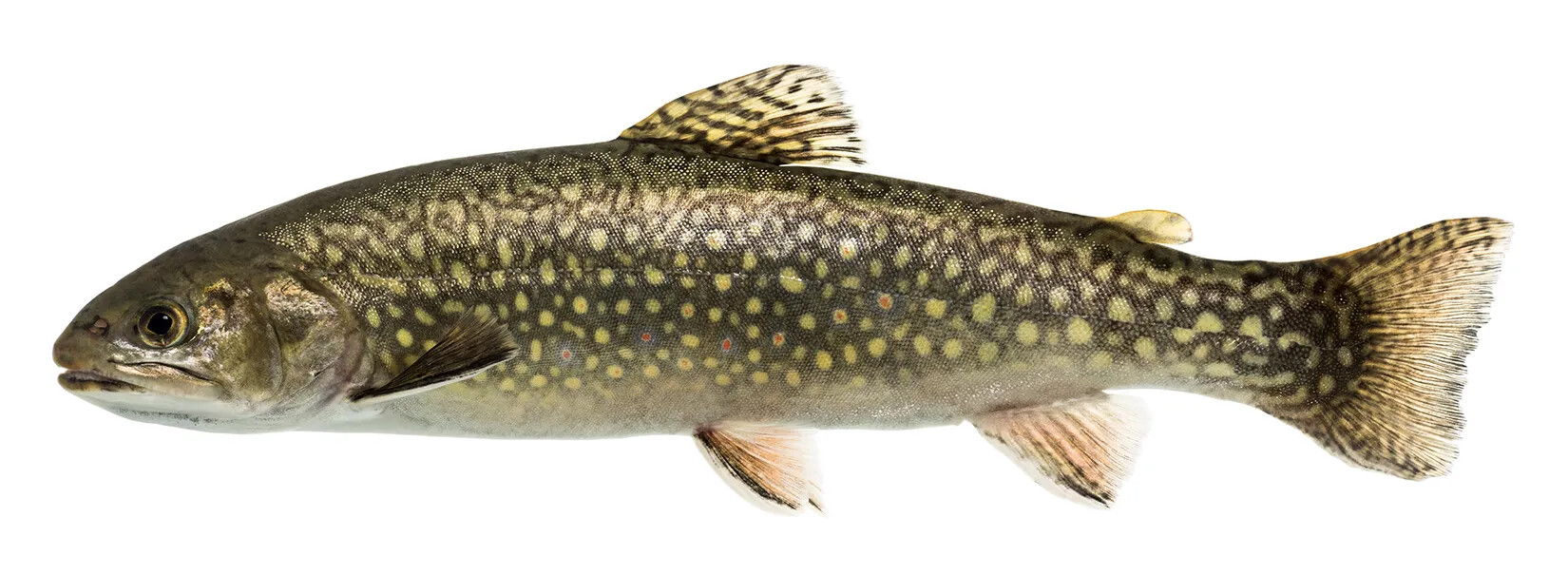 A colored photograph of a spotted green and brown fish. The fish has five small fins and a large, wide tail.