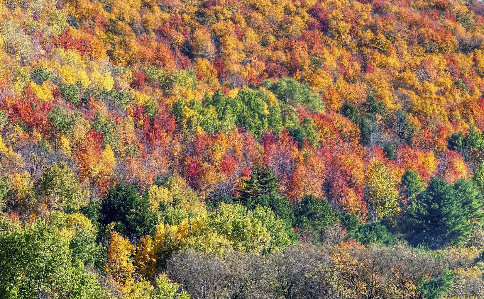 A colored photograph of a cluster of multicolored trees. The trees are all either green, red, orange, or yellow.