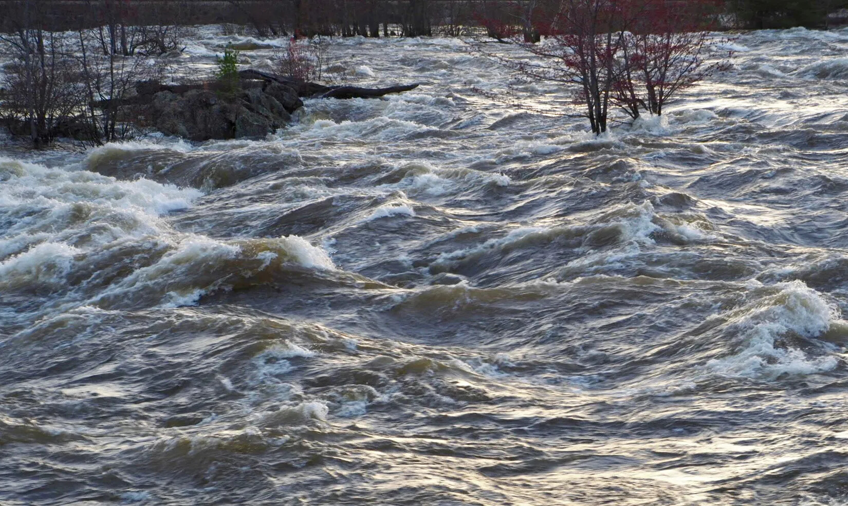 A colored photograph of a rushing body of water. The waves of the water wash over tall bushes and large rocks.