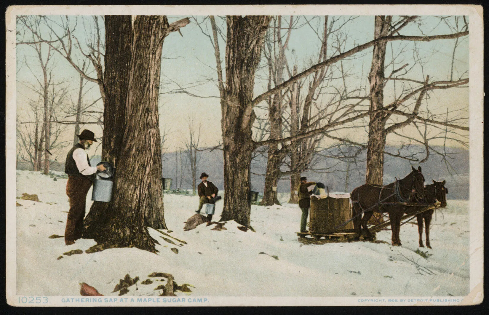 A colored photograph of three men with buckets standing in front of tall trees. On the right side of the photograph, one man stands behind a horse-drawn cart, and dumps the contents of his bucket into a large container. On the left side of the photograph, one man stands to the left of a tree and looks towards the camera. To his left, another man stands facing a tree, holding his bucket up to the trunk of the tree. In the lower left-hand corner, the words "10253 GATHERING SAP AT MAPLE SUGAR CAMP" are typed in light blue ink.