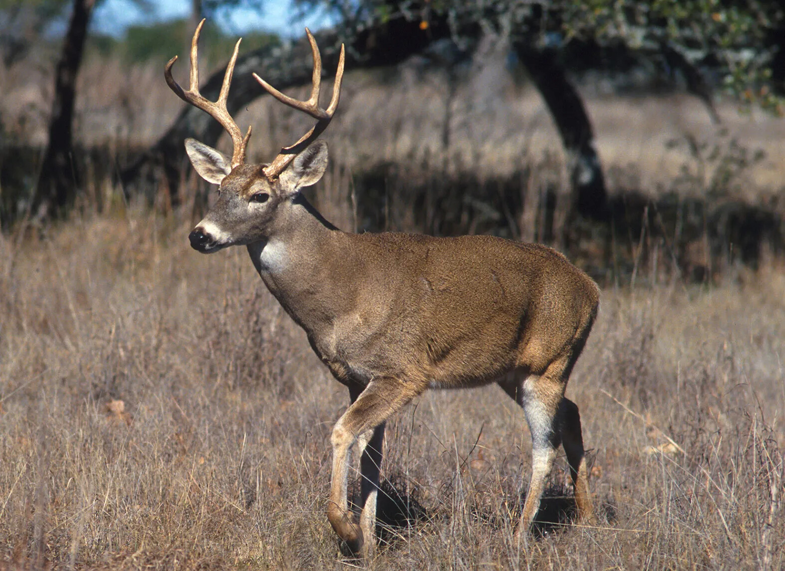 A colored photograph of a large deer. The deer has mostly brown fur, with some white fur on the face, ears, chest, and legs. The deer also has large, pointed antlers. 