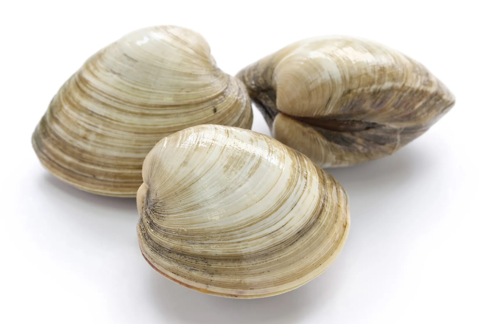A colored photograph of three large, enclosed shells. The shells are white with thin stripes of brown.