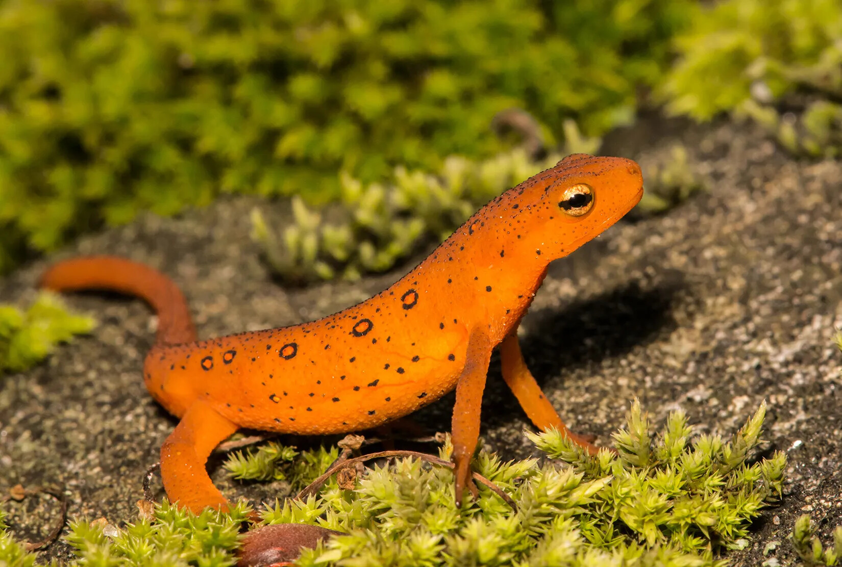 A colored photograph of a spotted newt. The newt's orange body is covered with large and small black spots. 