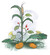 A colorful cartoon shows squash, corn, and beans planted together. The corn grows the tallest, and the bean plant climbs up, circling the corn stalk. The squash plant, with big leaves and flowers, grows along the ground under the two other plants. 