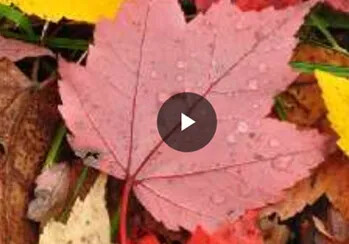 Autumn leaves with a play button