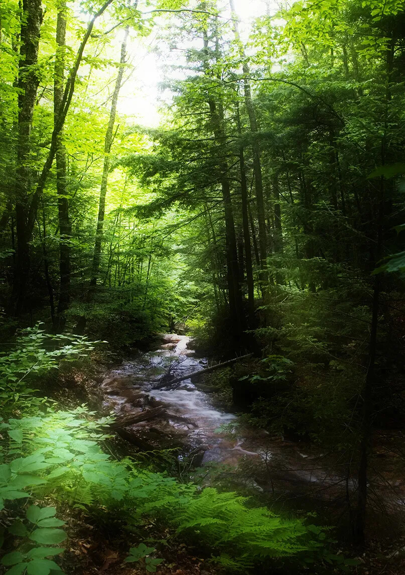 A colored photograph of a brook in a densely forested area. All of the trees and shrub surrounding the brook are different shades of green.