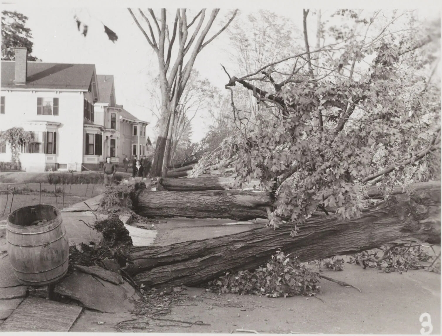 A black and white photograph of several uprooted trees along a residential sidewalk. The trees' roots break through the sidewalk, and a large barrel rests tilted against a raised piece of sidewalk. There are houses along the left-hand side of the photograph, and several people stand looking at the trees.