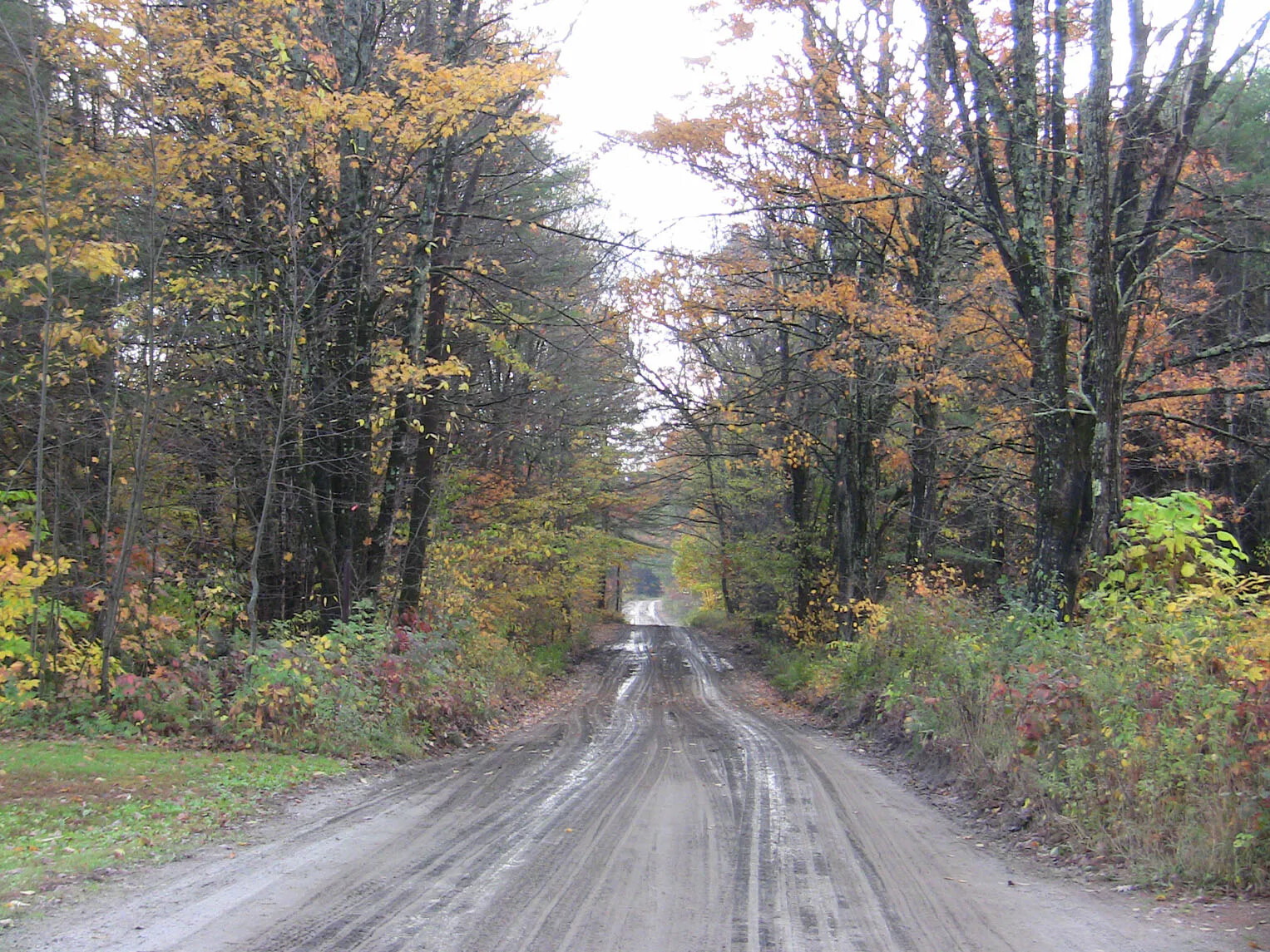 A colored photograph of a dirt road bordered by forested land. The trees in the forest have orange and yellow leaves. Tires marks and puddles of water can be seen in the road.