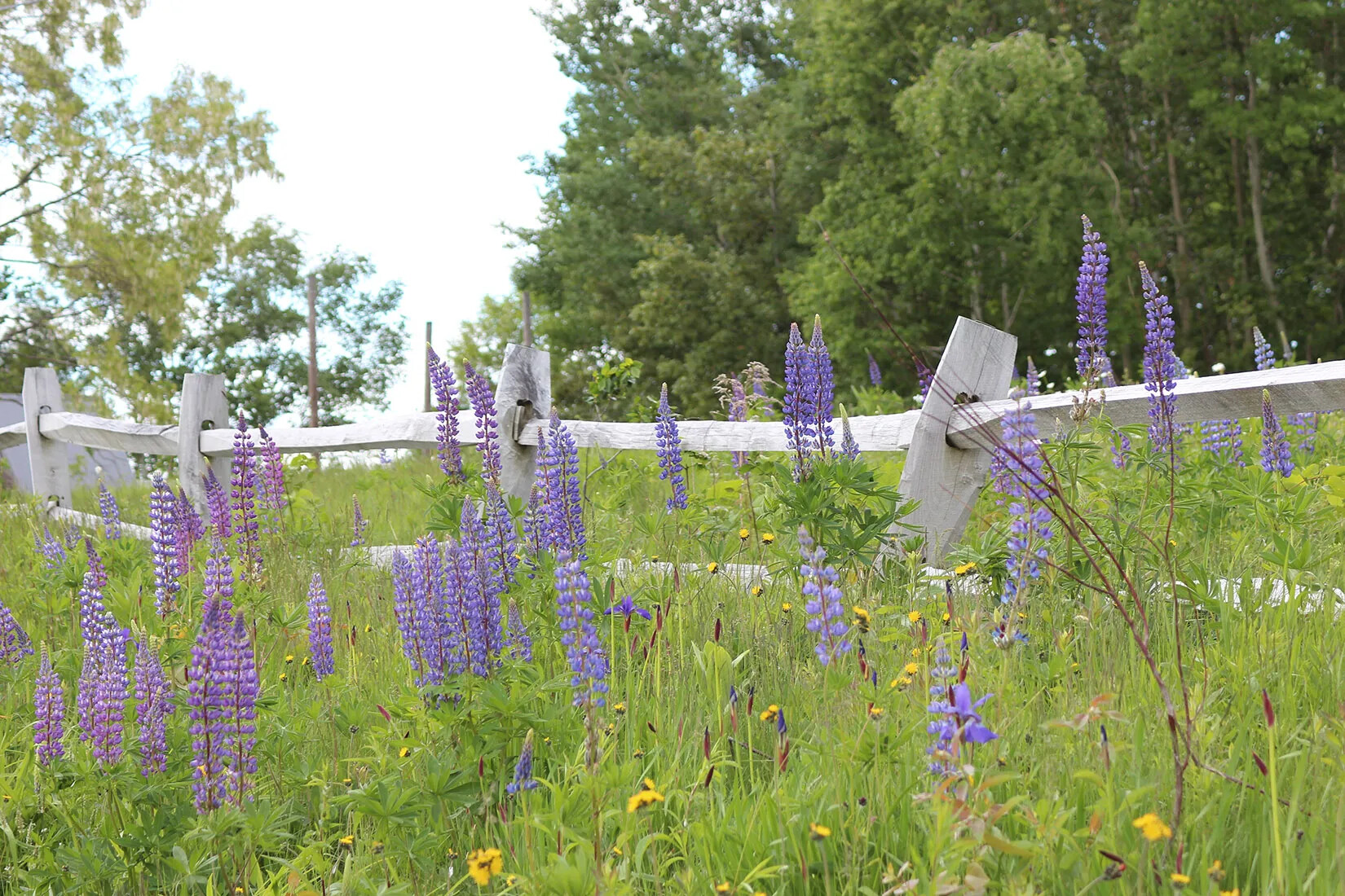 A colored photograph of tall purple flowers and short yellow flowers along a gray, wooden fence.