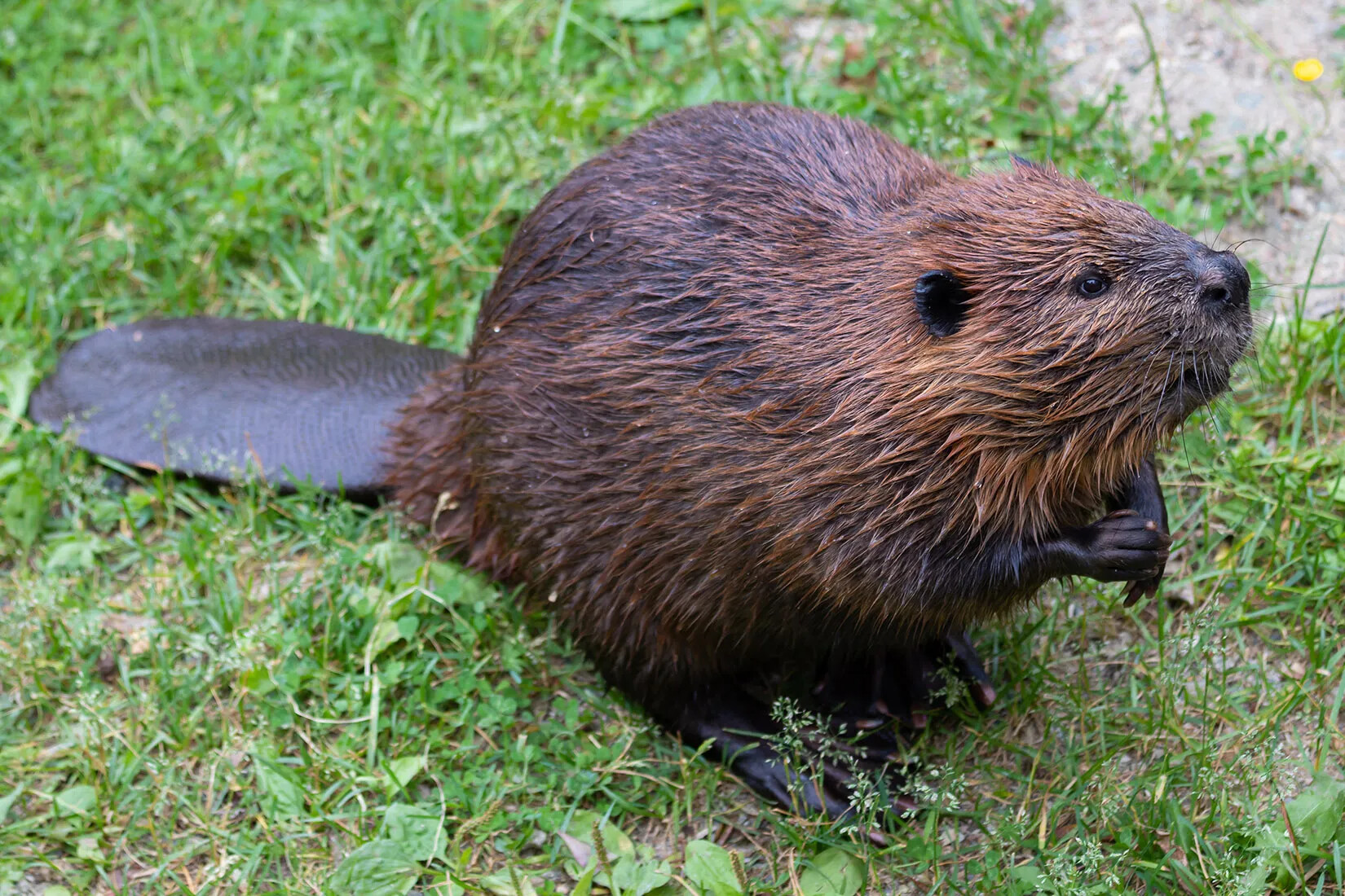 A colored photograph of a beaver. The beaver has wirey and brown fur, small black ears and hands, and large black feet. It also has a large, flat tail.