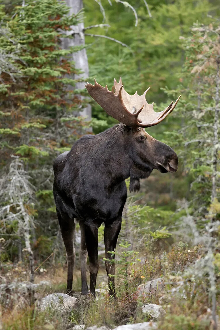 A colored photograph of a moose standing in a forest. The moose has dark brown fur and large, wide antlers.