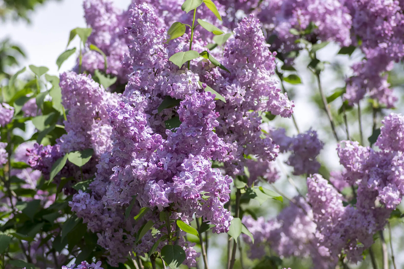 A colored photograph of a purple flowering bush, with green leaves.